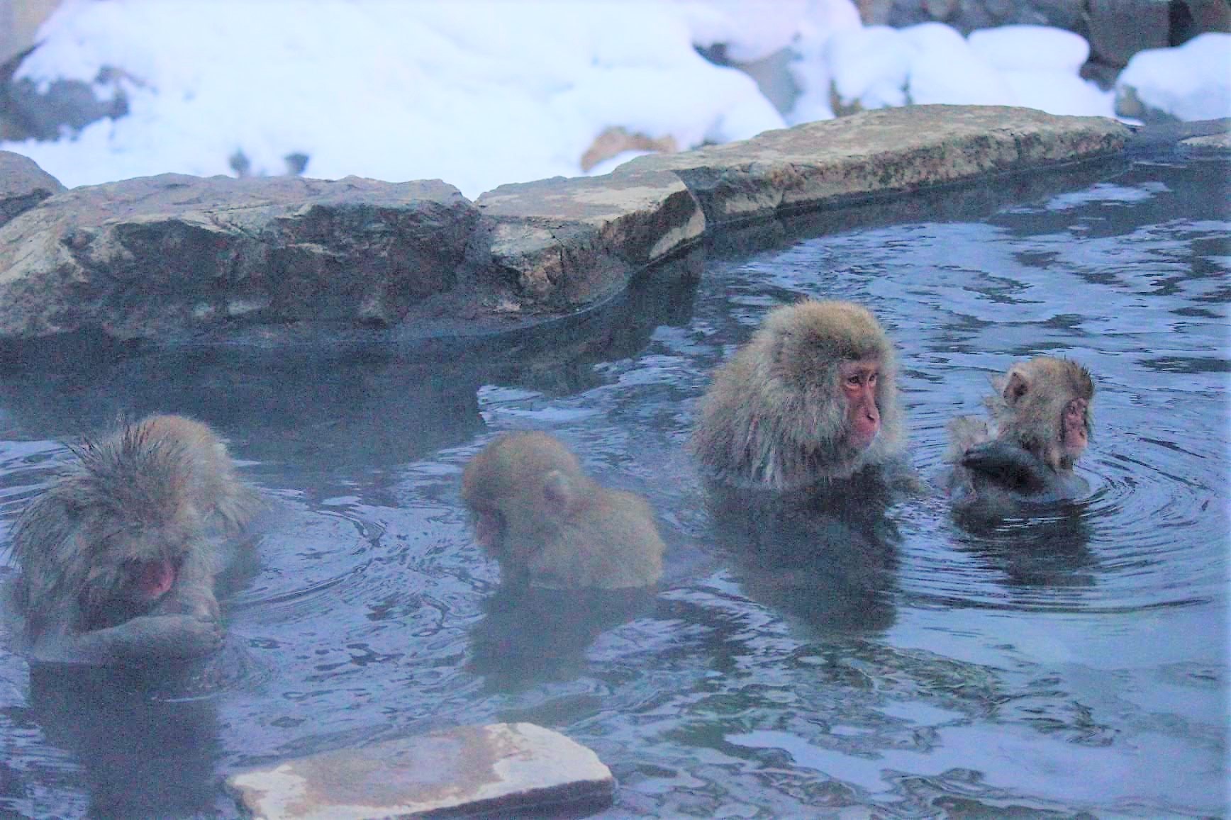 世界で唯一温泉に入るサルがみられる地獄谷野猿公苑 Travel Plus