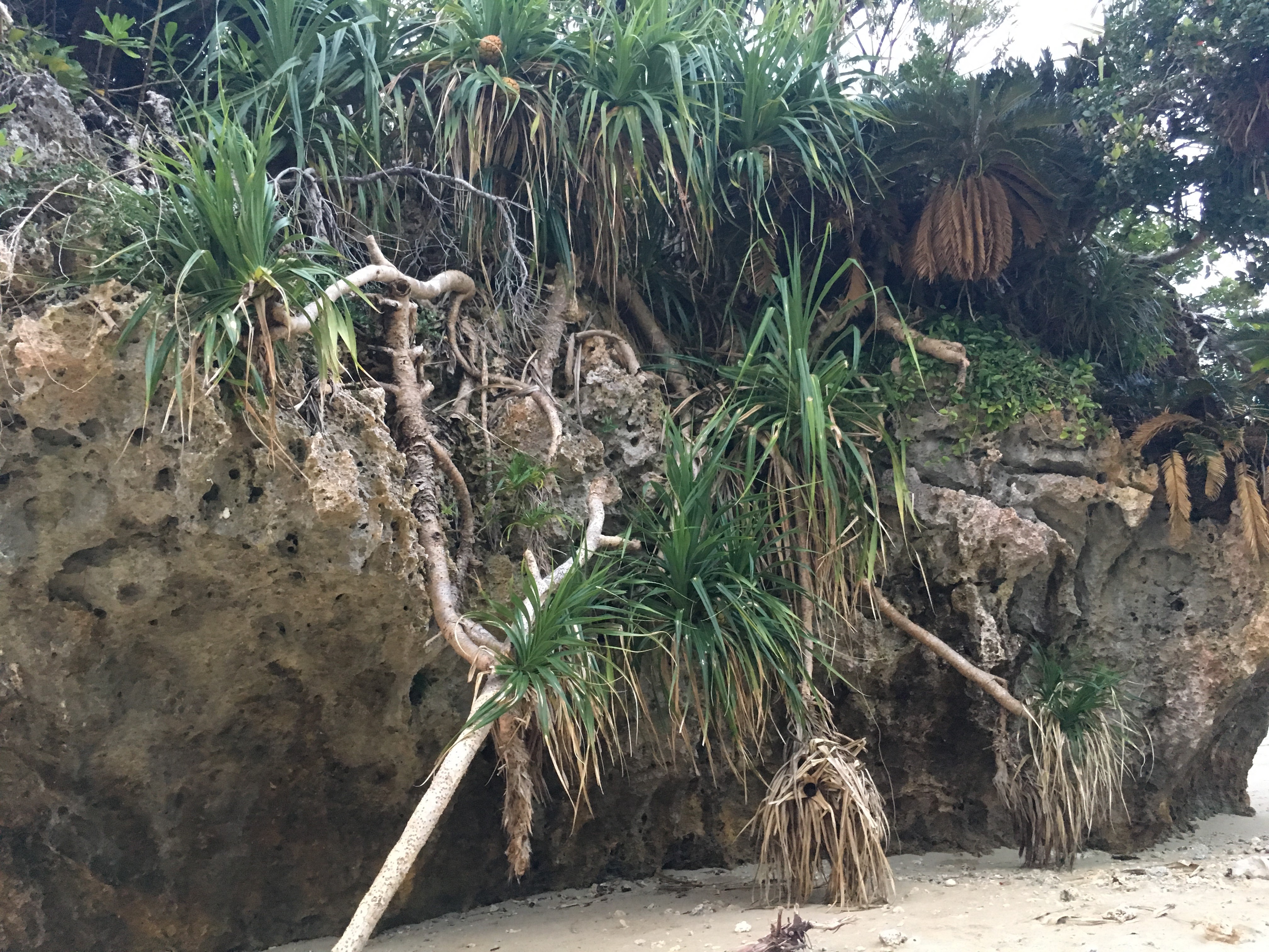 沖縄 那覇から車で行ける秘境 浜比嘉島の魅力 Travel Plus