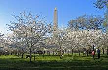 アメリカでもお花見を楽しんじゃおう ワシントンdcの桜 桜祭り情報 Travel Plus